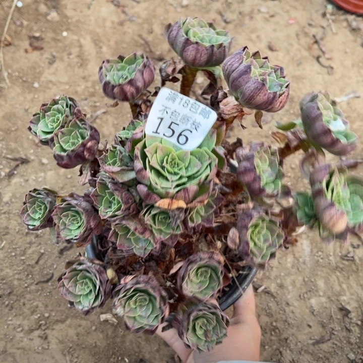 156万拉丝大手捧1