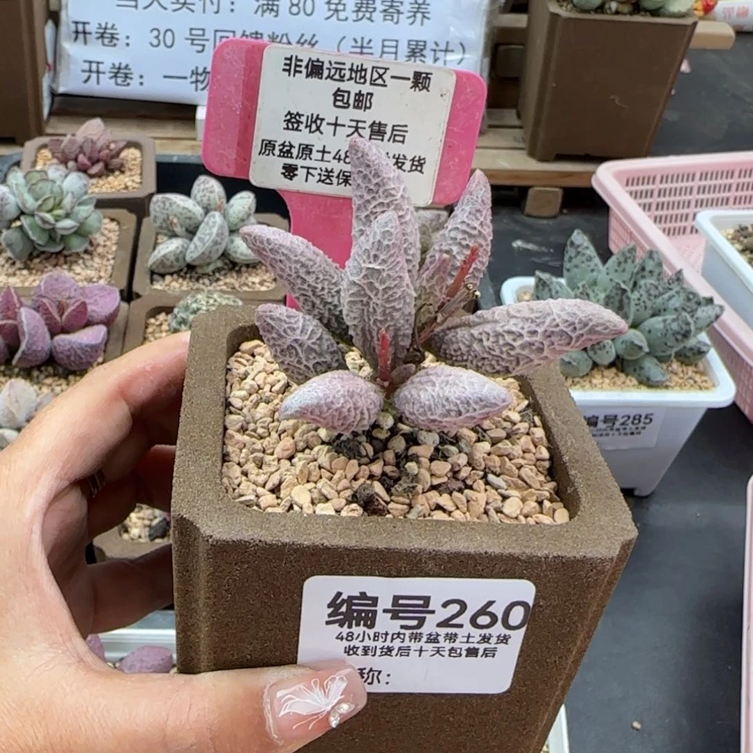 静**～260融冰补差多肉植物