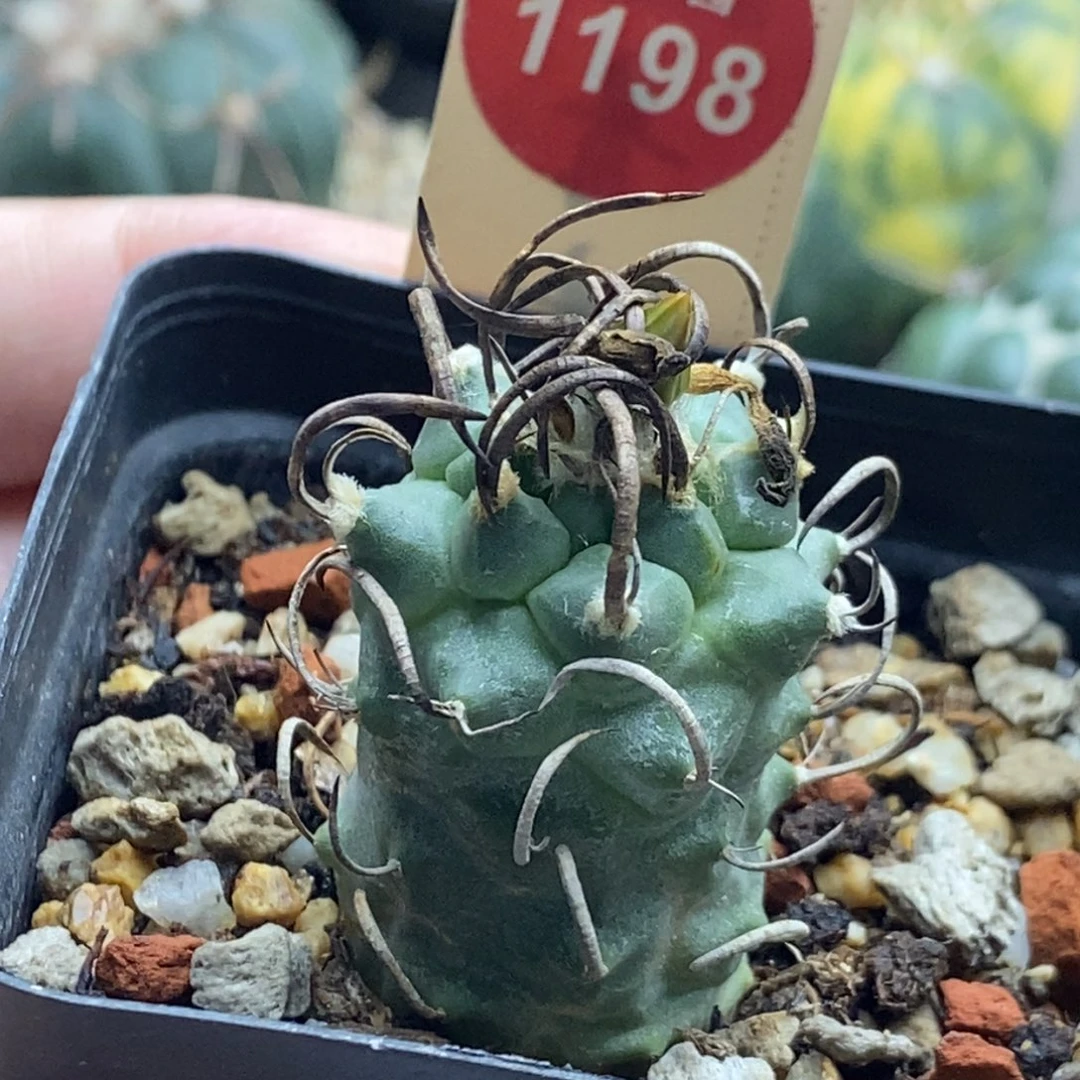实生碳刺娇丽一颗仙人球