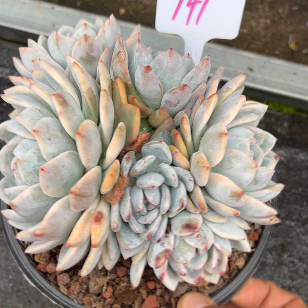 云***1141号橙子锦多肉植物20