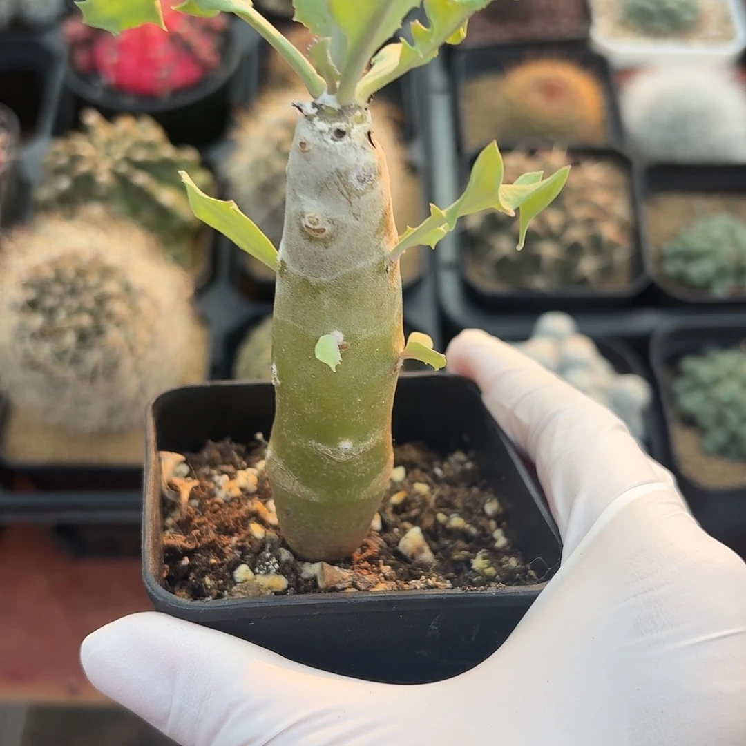 雪露厚墩菊1233456