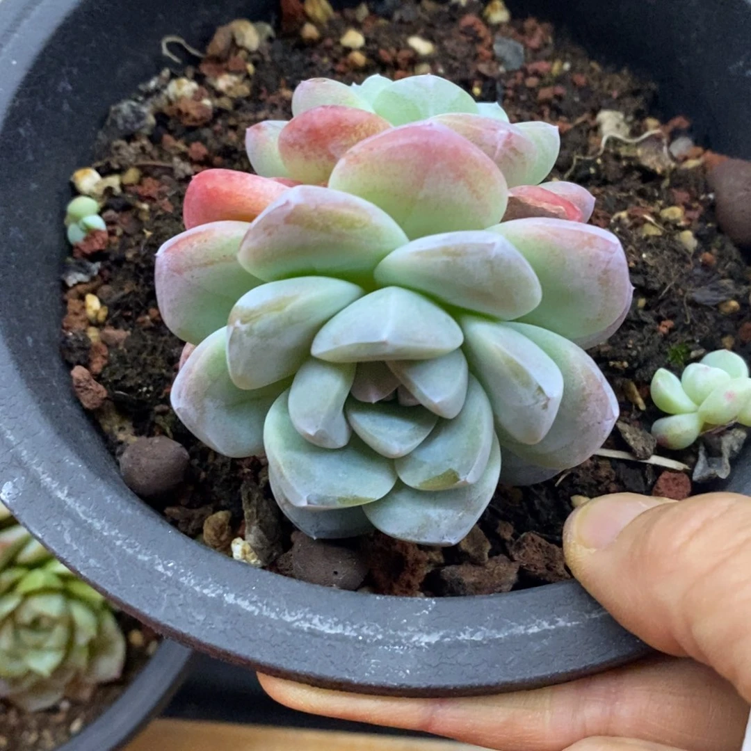 精品多肉一物一拍不包整250