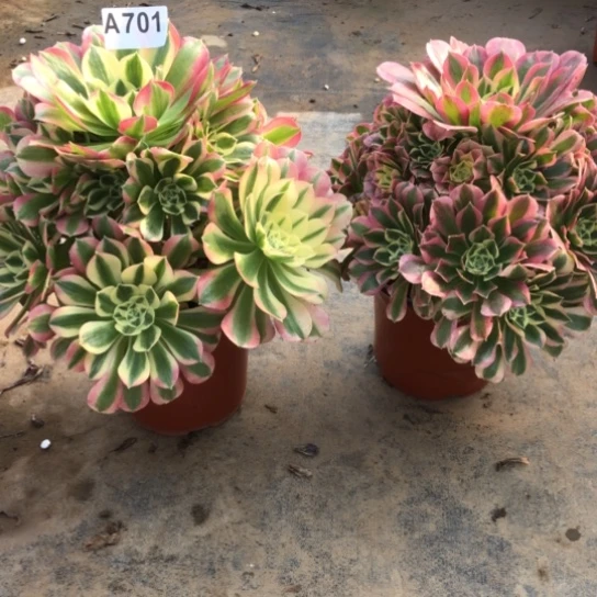 法师肉植物人****1法师701多肉植物