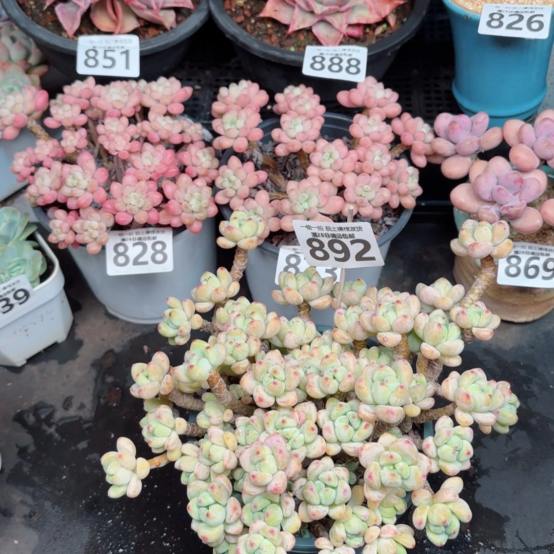 樱花罗绮无盆土发货