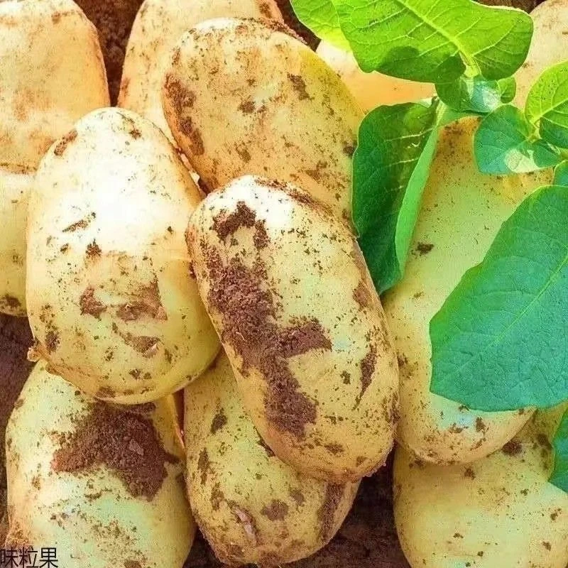 黄皮黄心土豆新鲜现挖软糯香甜当季蔬菜