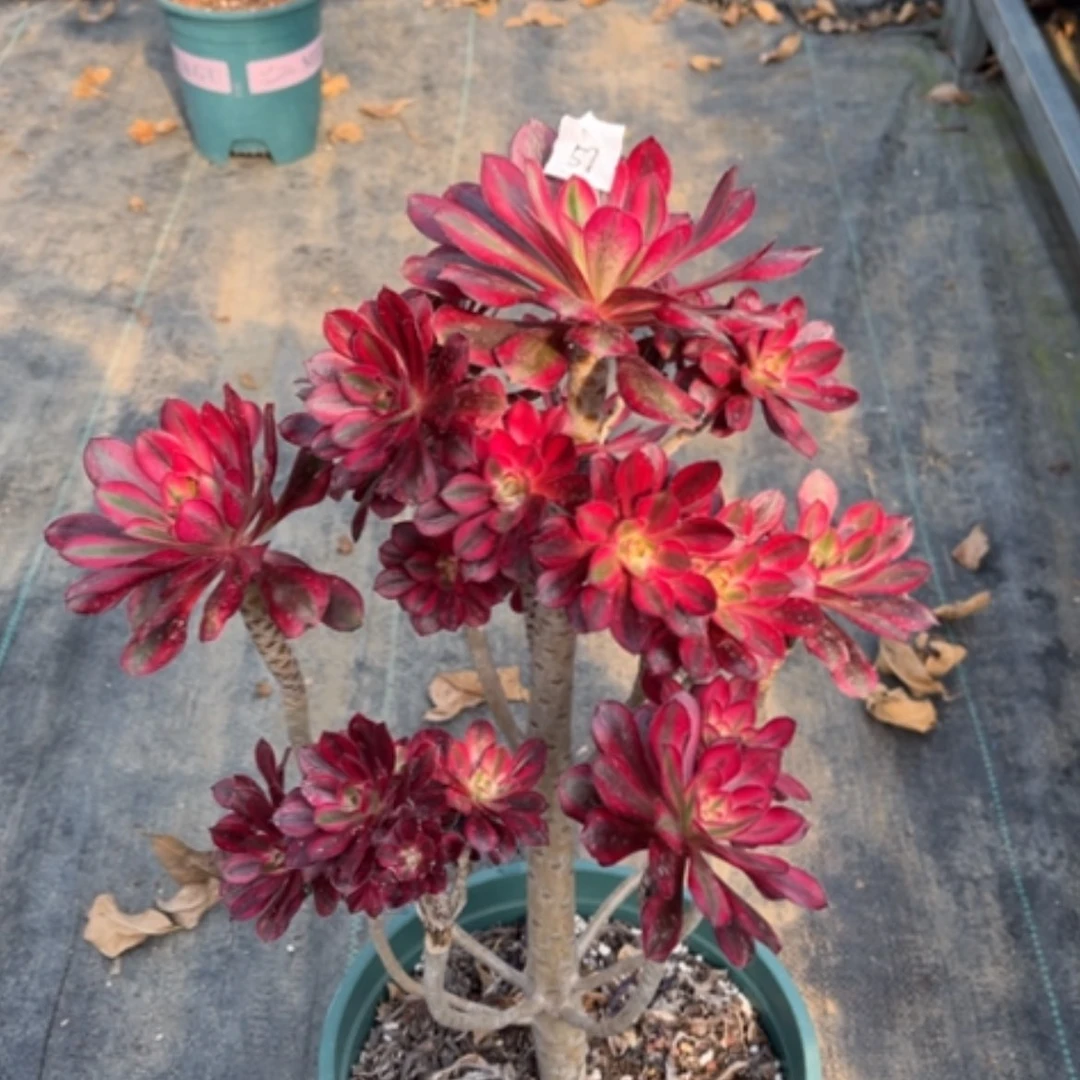 【闪购商品】57香奈儿多肉法师