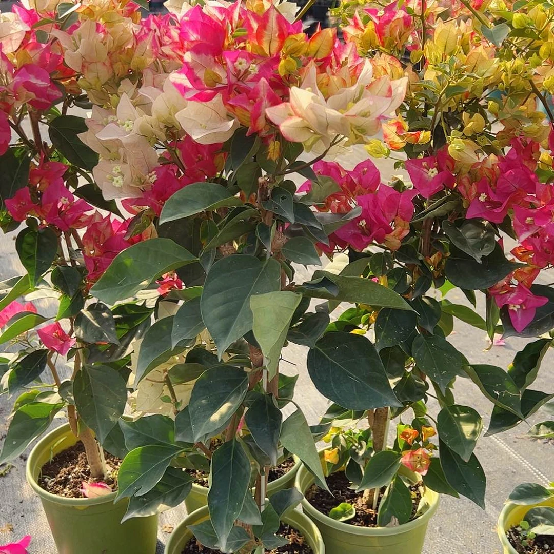 大部分花苞少量开放彩卡带竹一棵