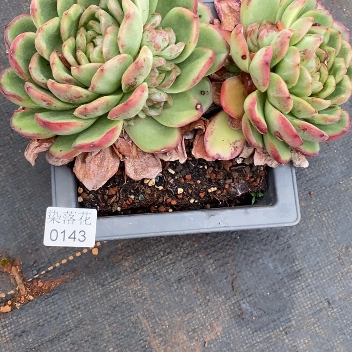 小**?精品多肉植物0143