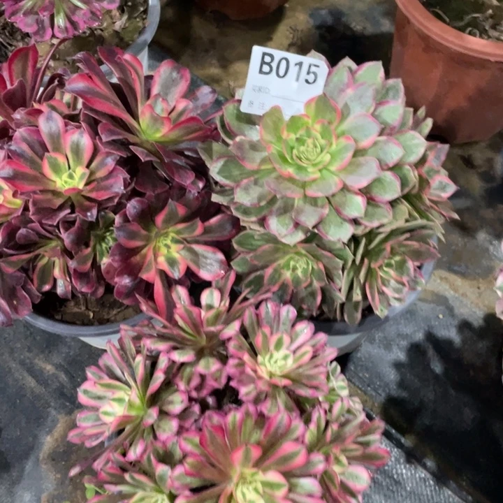 015三颗11111多肉