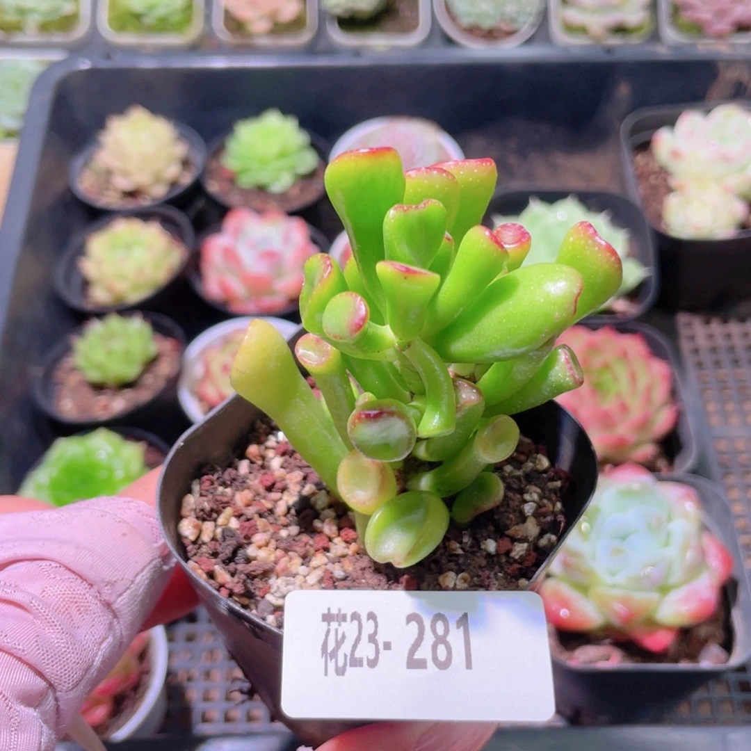 花利美23-281吸财树