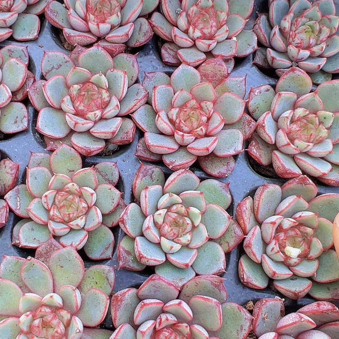 烟火向日葵苗5颗多肉