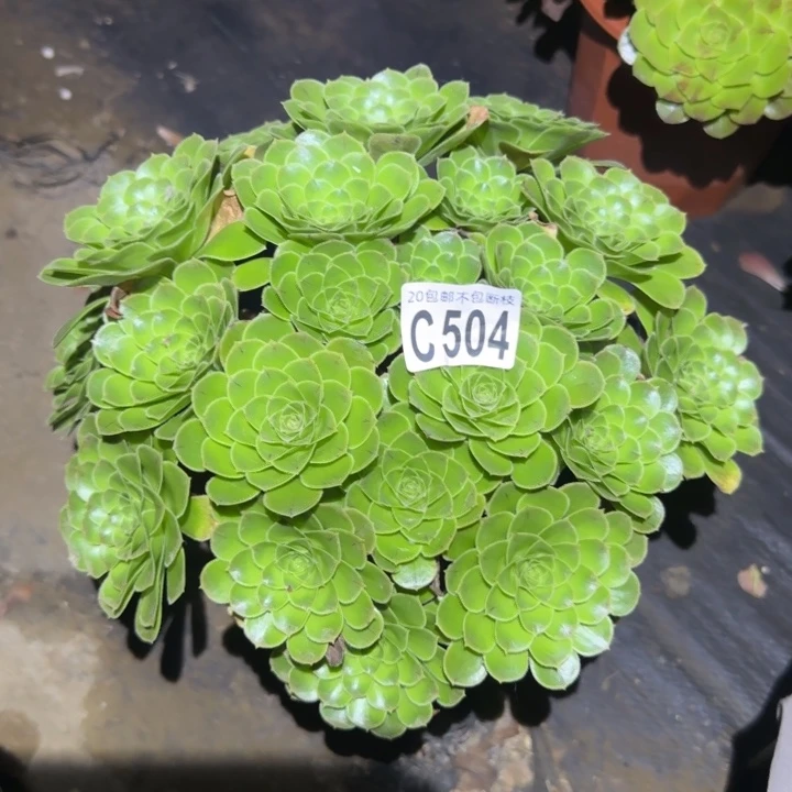 魅灵……多肉植物的