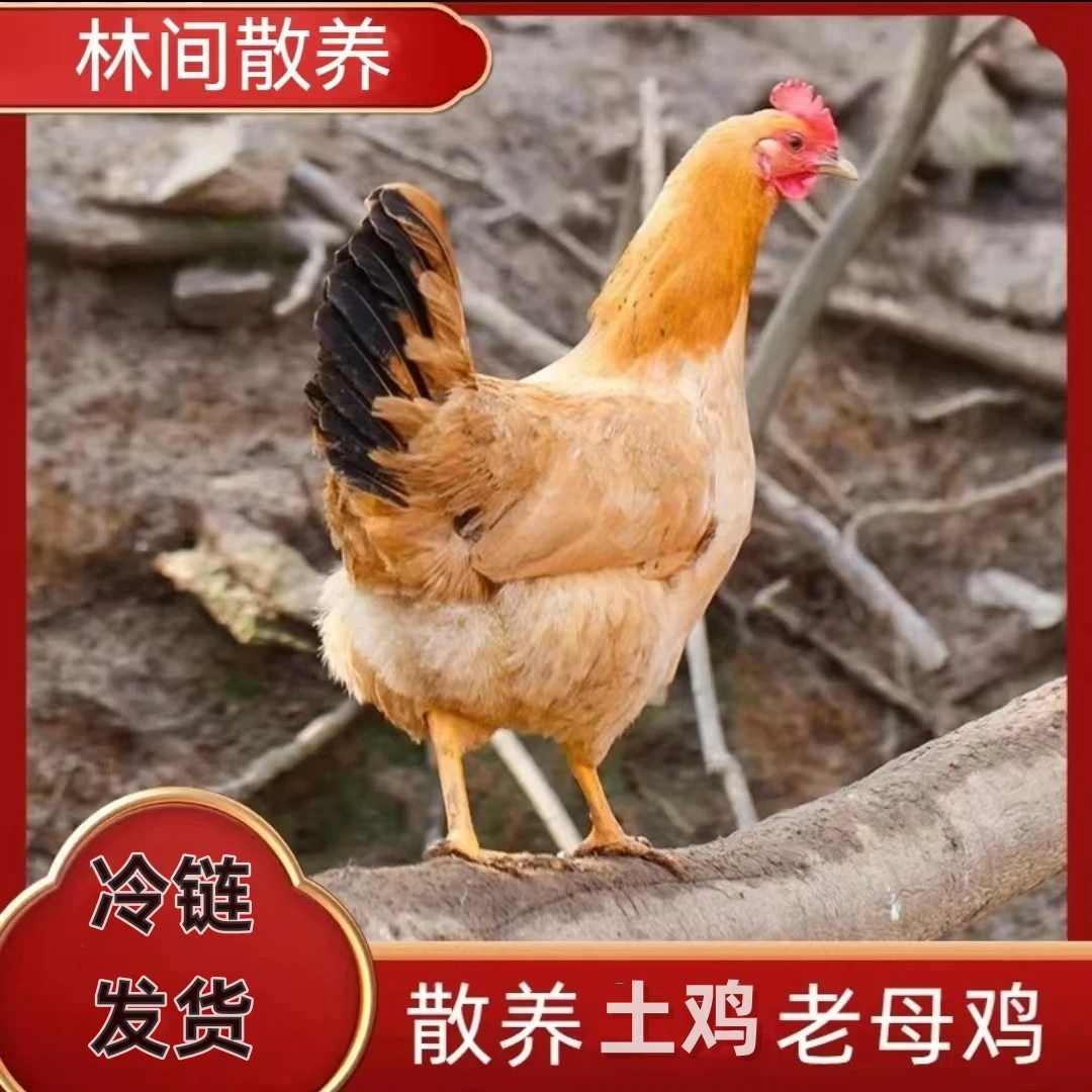 【8大山】农家散养老母鸡 发5只净重10-11斤带内脏冷链发货