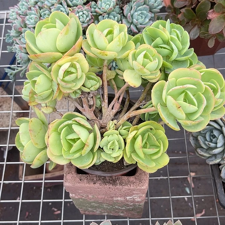 晨语多肉一物一拍碧桃