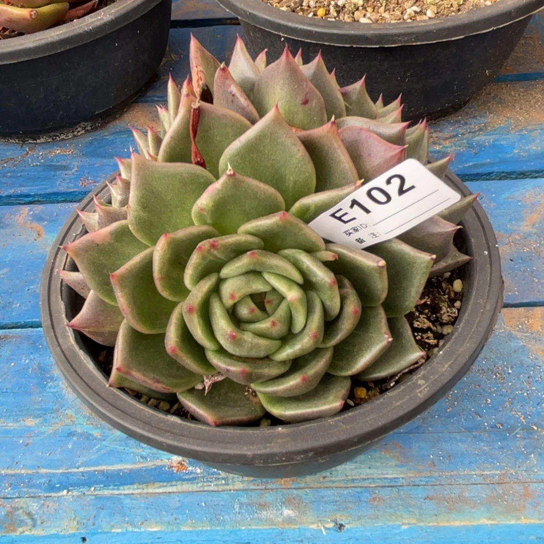 无花朵若如东云单拍E102