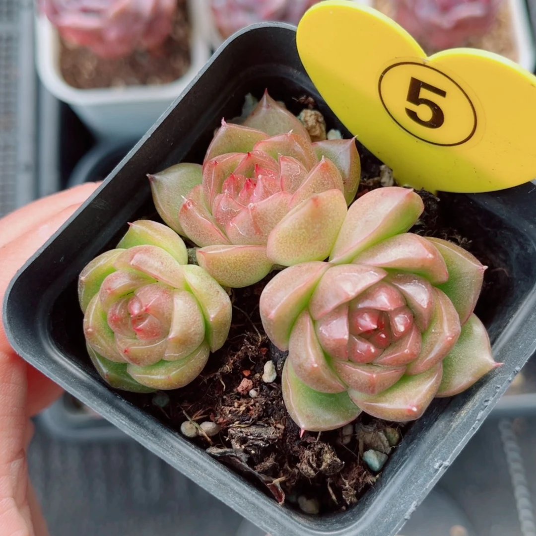 5号小老桩珍妮群3头