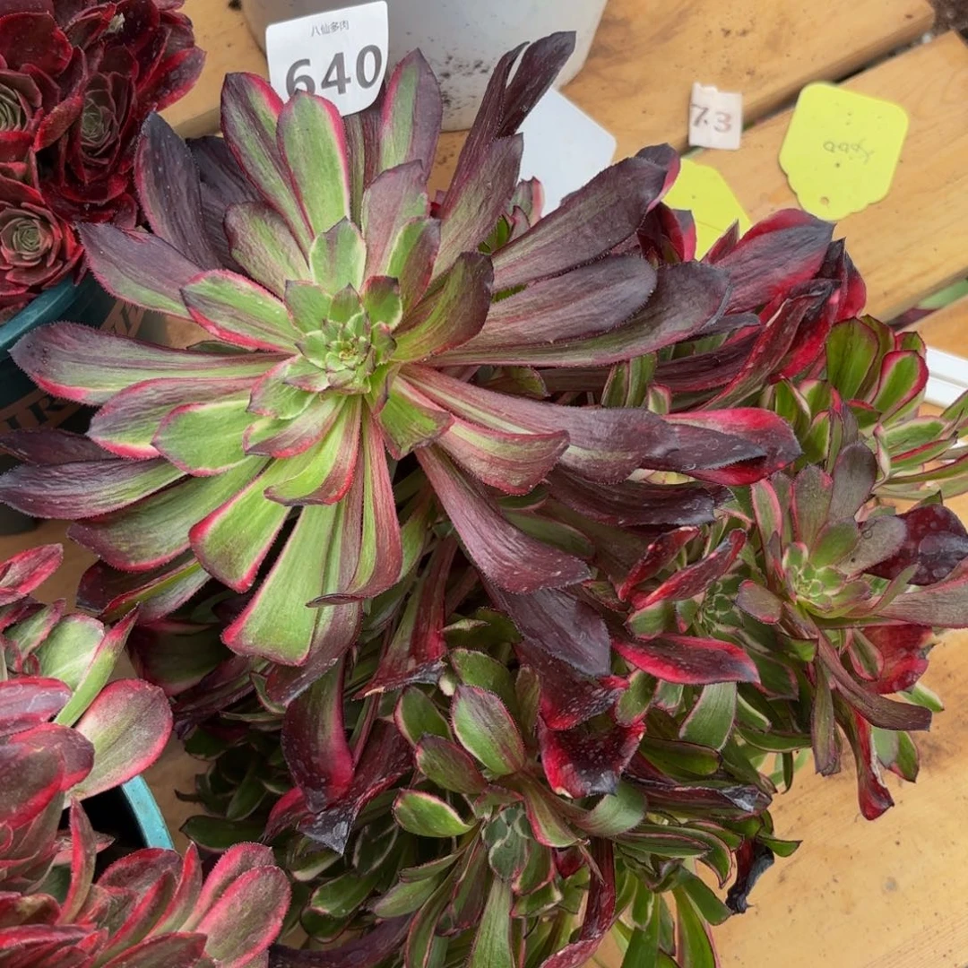 乔*640多肉植物同花顺无根