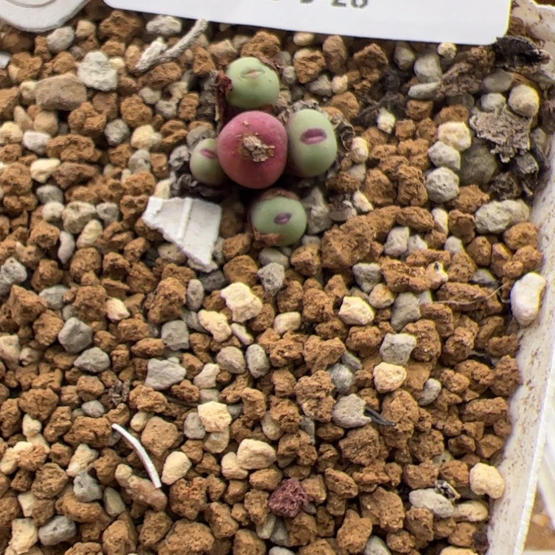 0222号 小红嘴 多肉植物