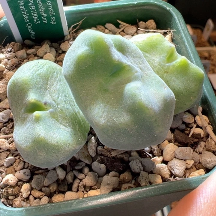 481。 优选鬼脸嘟嘟绿豆糕。