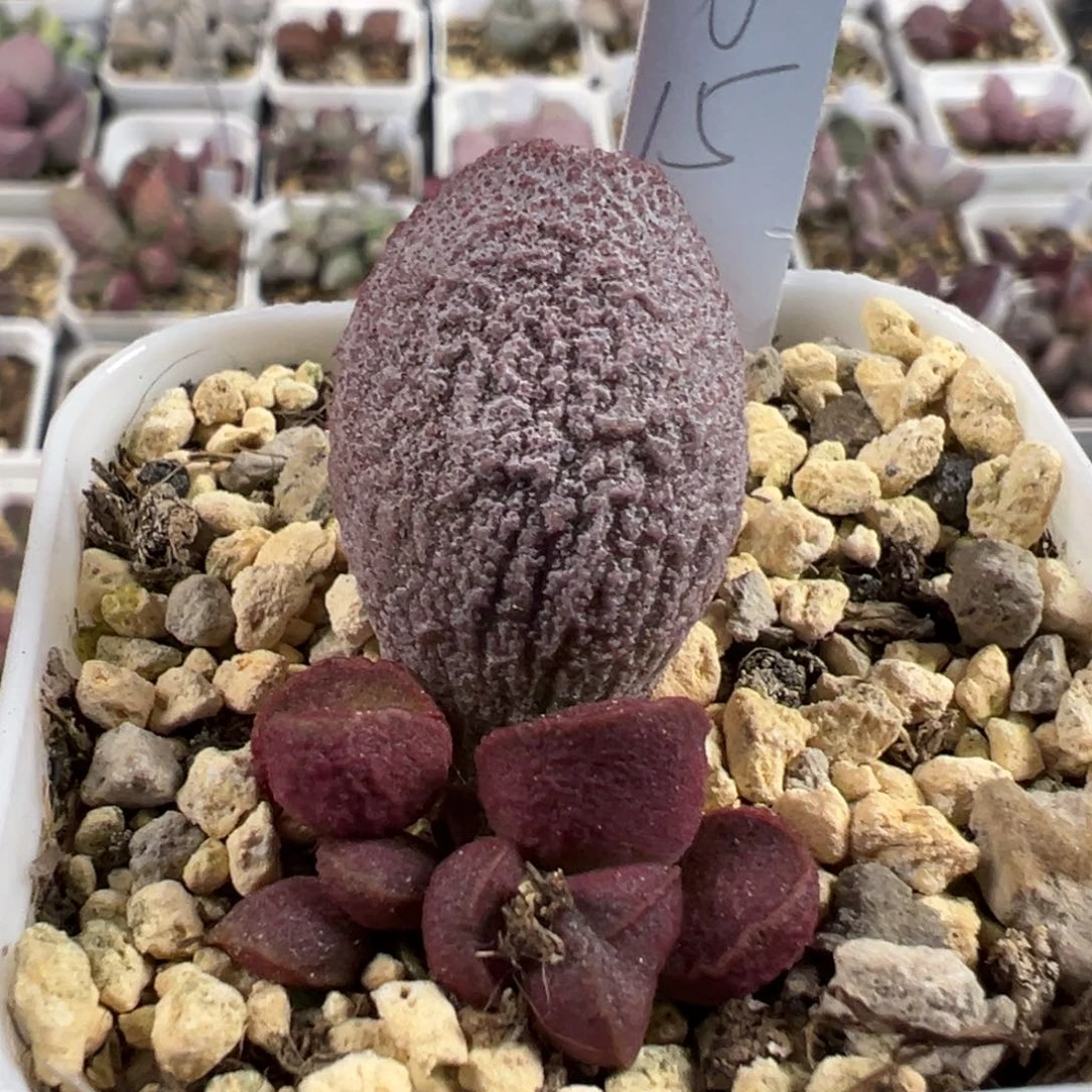 白霜款实生新品多肉植物水泡