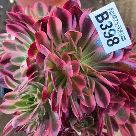 非****?多肉植物一个