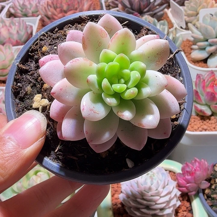 懂***香格里拉锦多肉植物