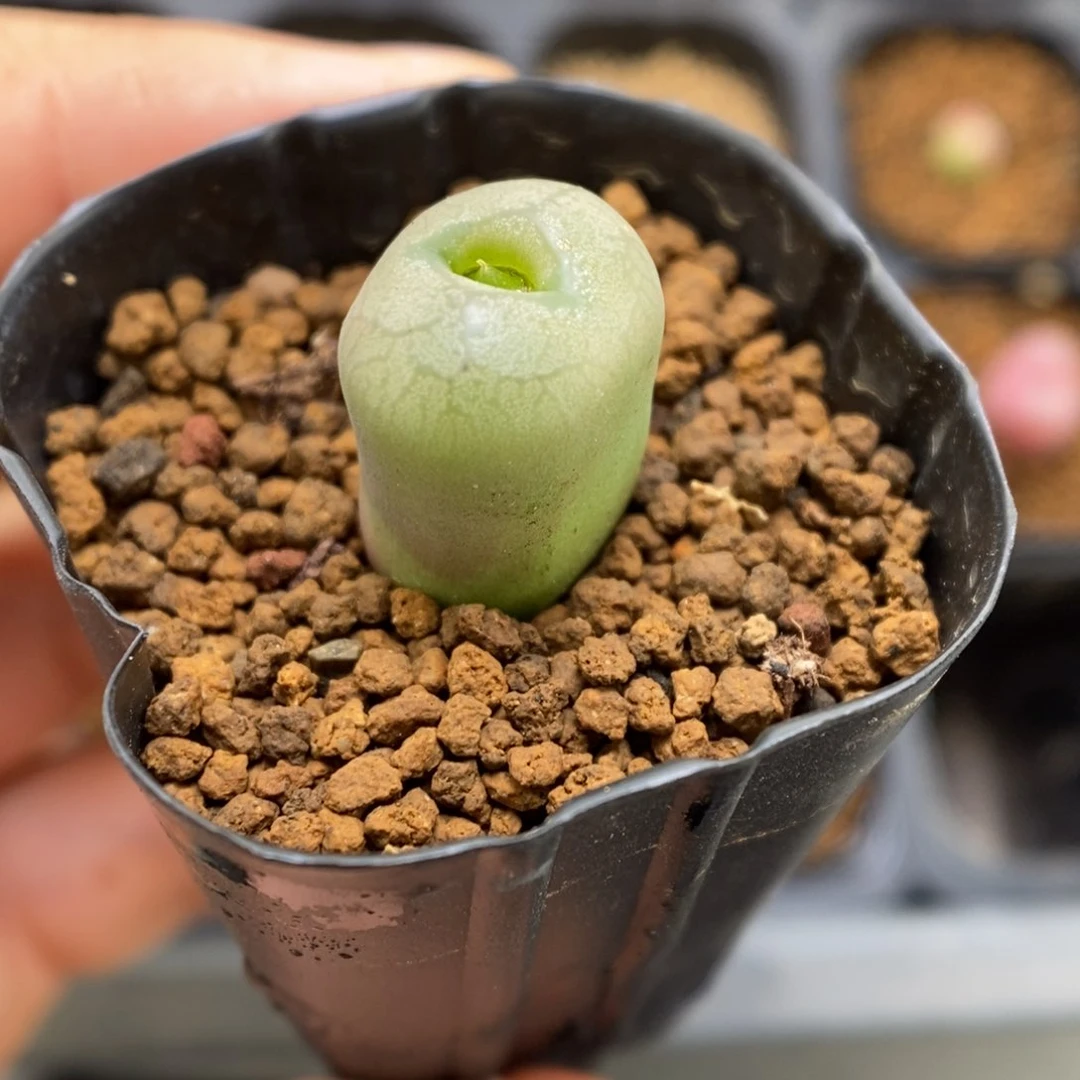 多肉植物肉锥杂交K-3777 毛杂铜壶