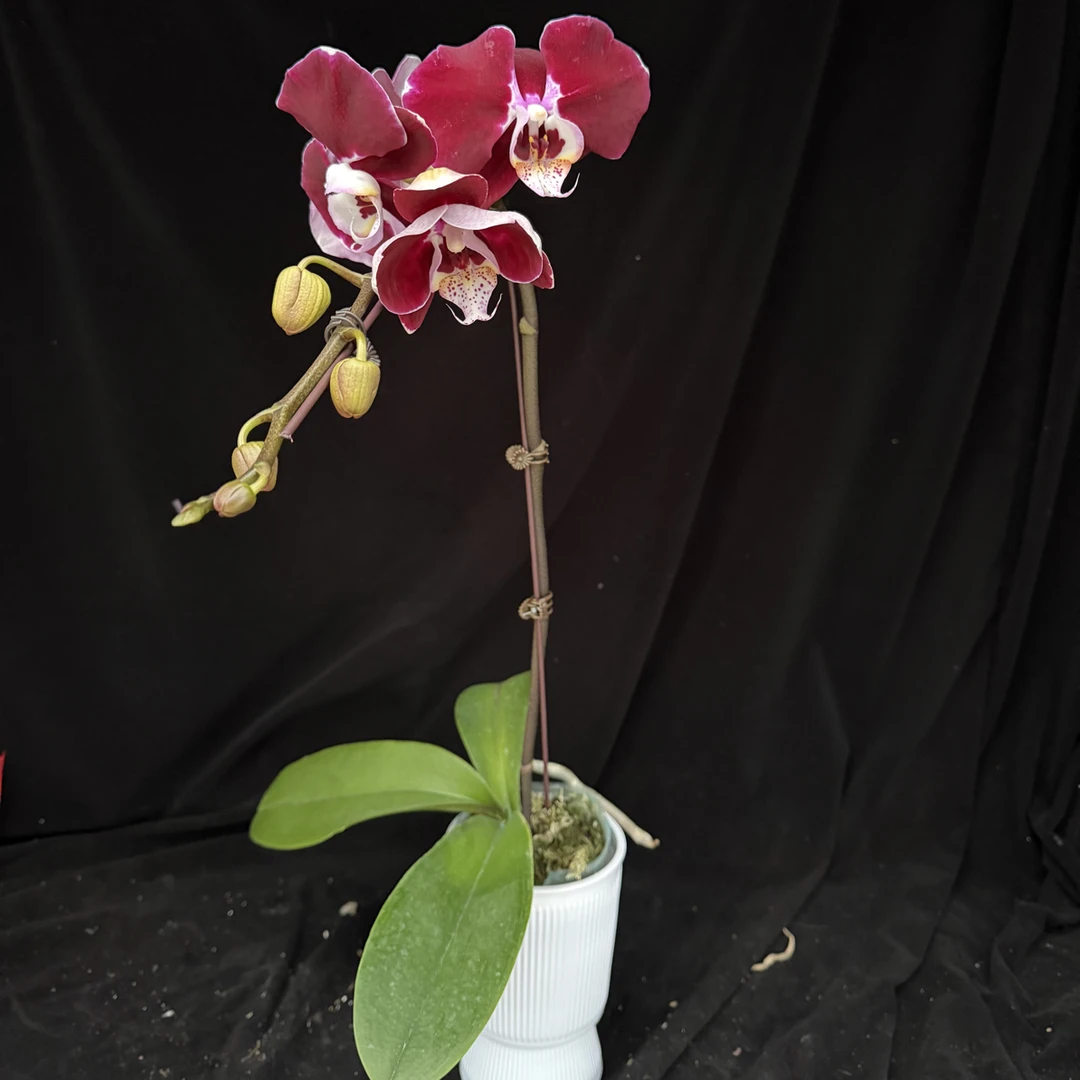 蝴蝶兰【幻影】室内花卉单株单梗带花朵带花苞3.0寸杯