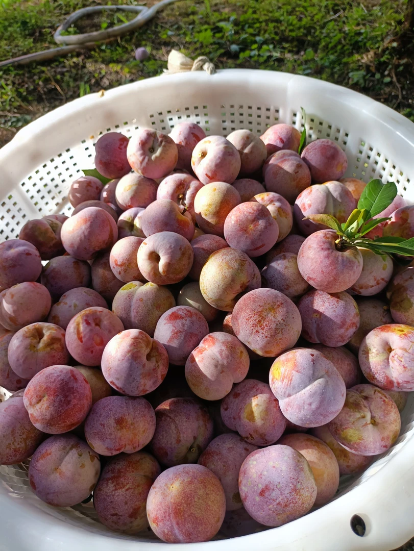 正宗三华李子红心芙蓉李好吃新鲜应季水果红肉酸甜脆爽