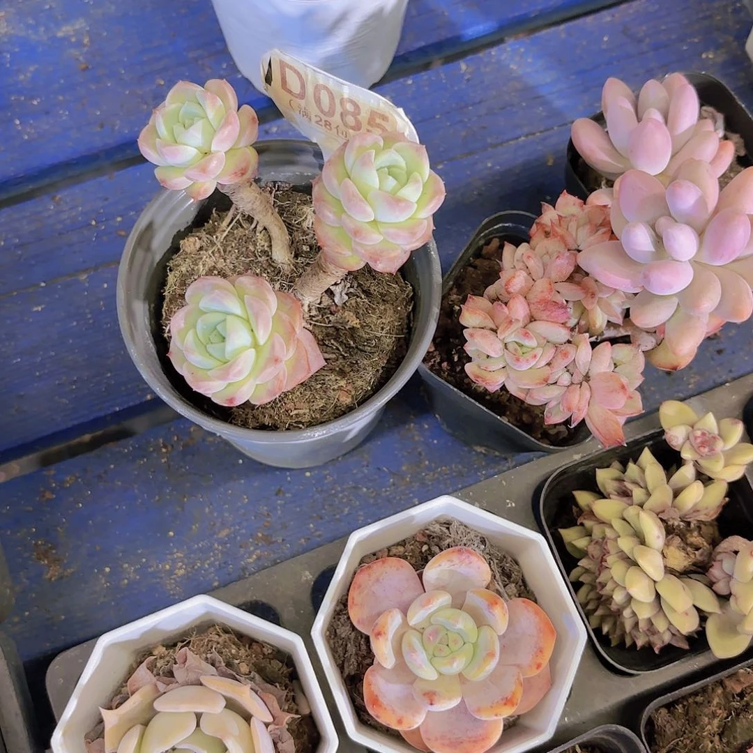 张*D085补差价yi eu yi pai