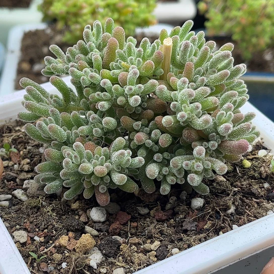 20五彩冰晶优选枝干