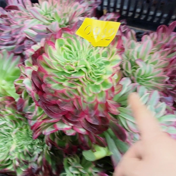 多肉植物海王缀0942