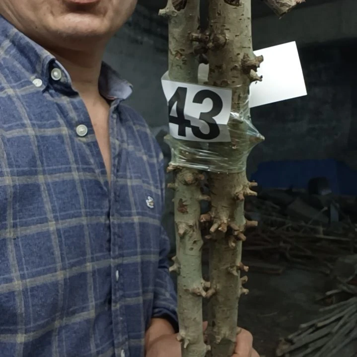 汇***）香榧木高山 檬子木文玩料