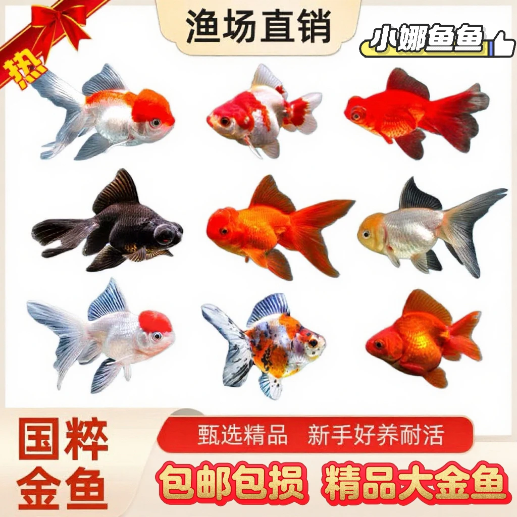 【11只】国粹金鱼 冷水观赏鱼 好养耐活 包邮品种混搭 4-6公分