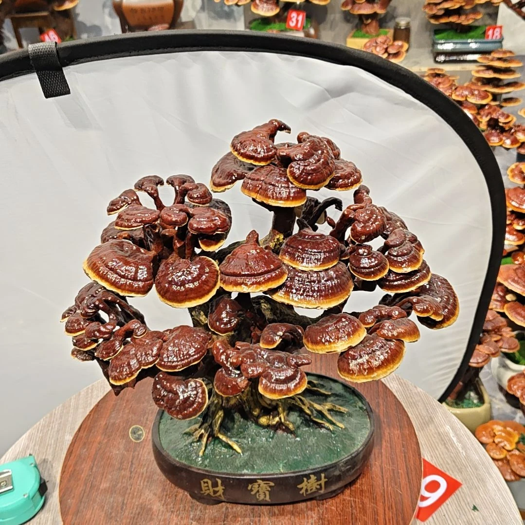 赤灵芝灵芝盆景高端