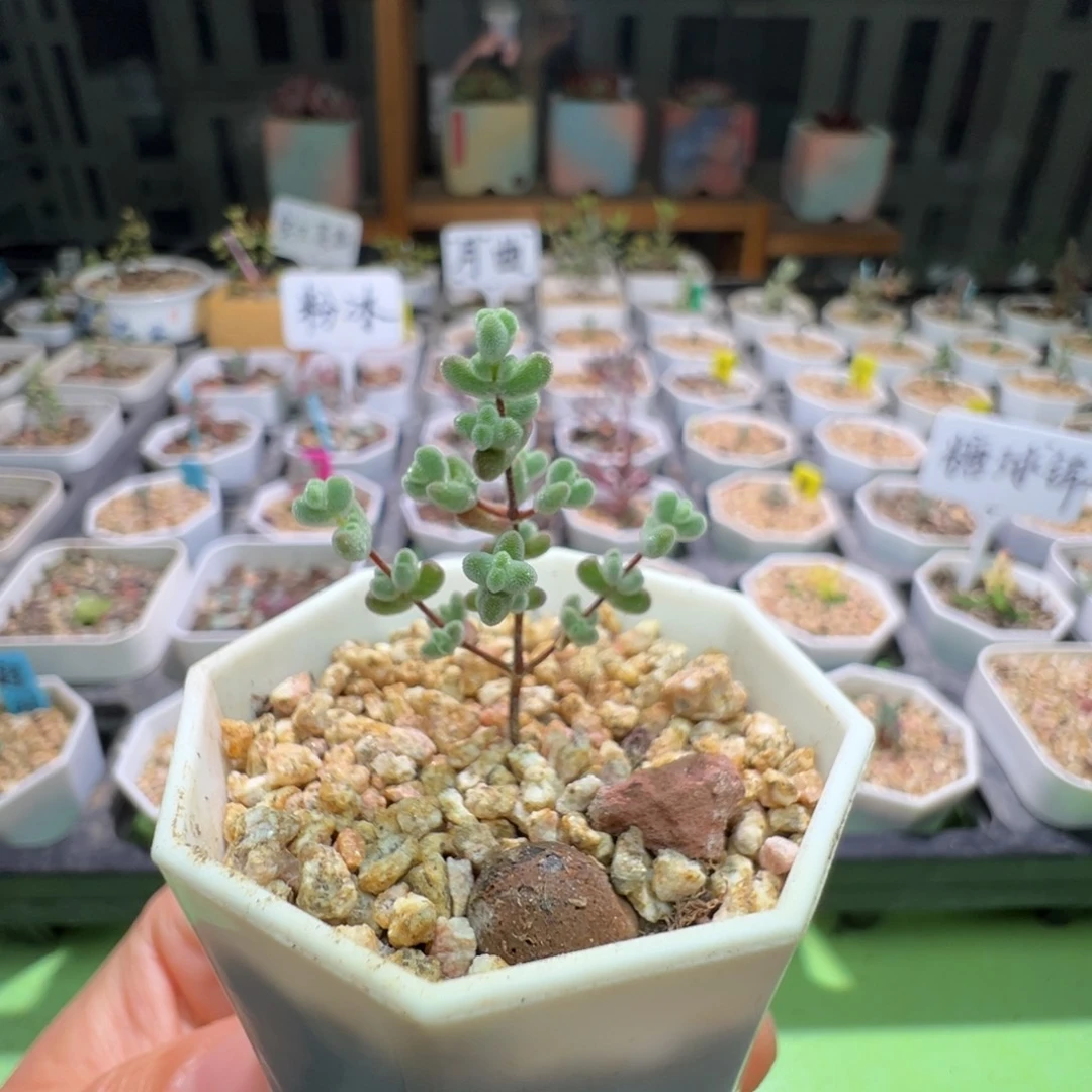 尺寸小，2969实生莱斯，拍下不退不换