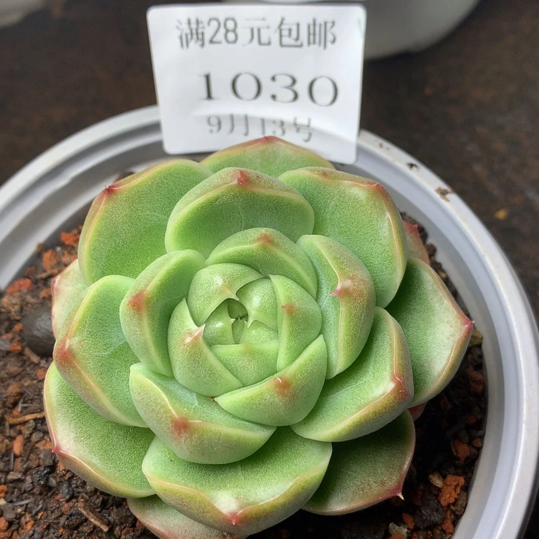 【闪购商品】云1030号麦秆