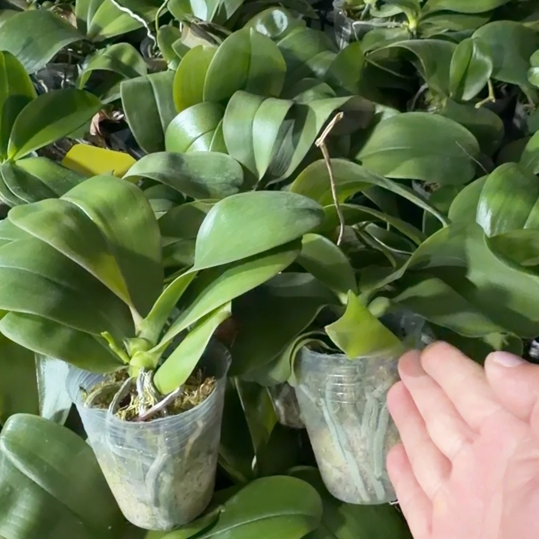 无花朵2.8寸蓝妮苗