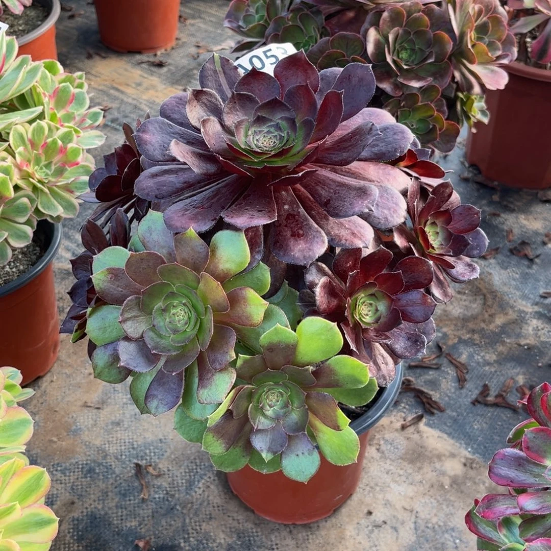 多肉植物黑美人053多肉