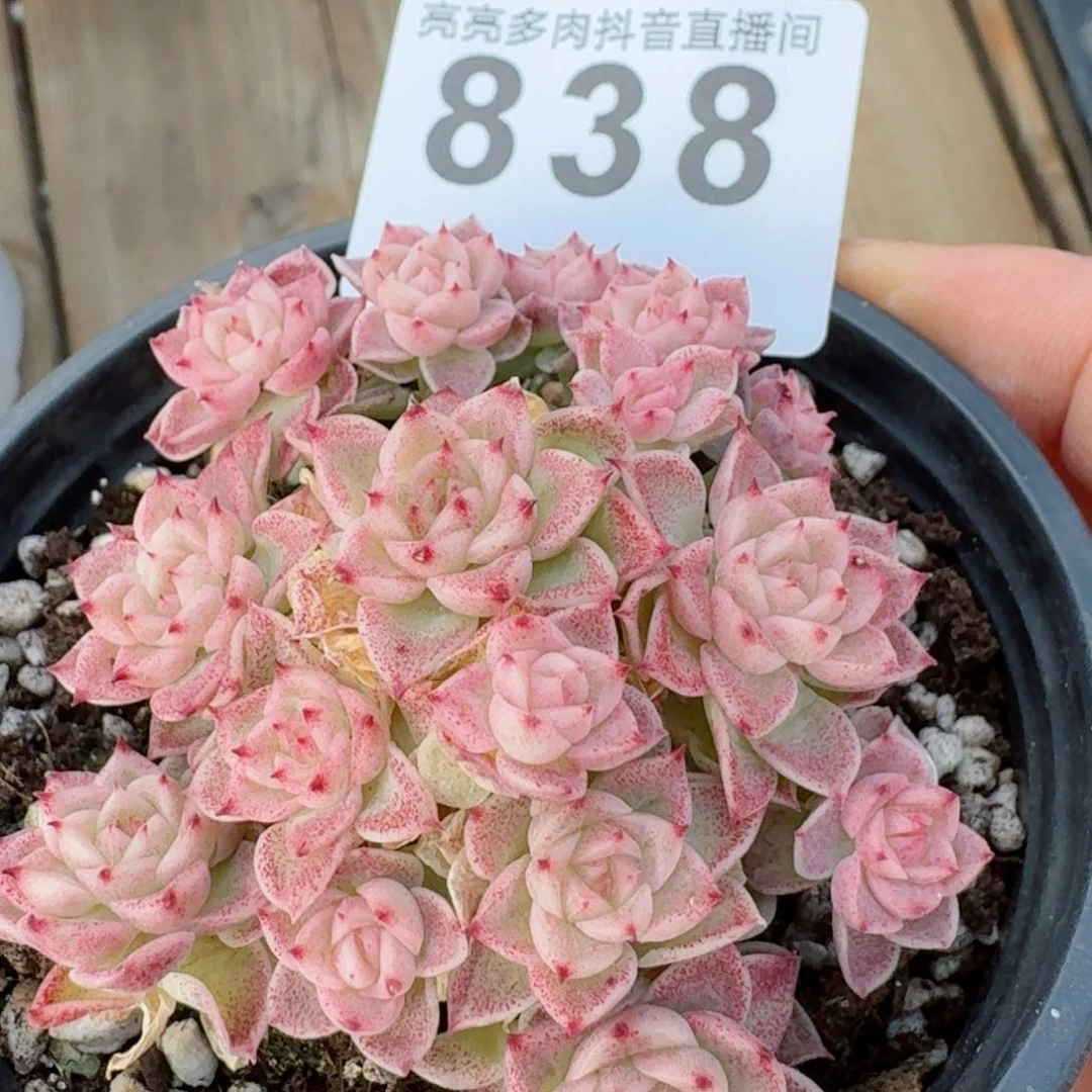 麦秆群生         精品多肉