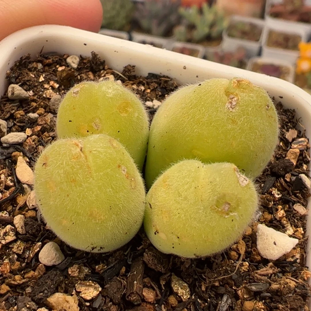 152多肉植物百科