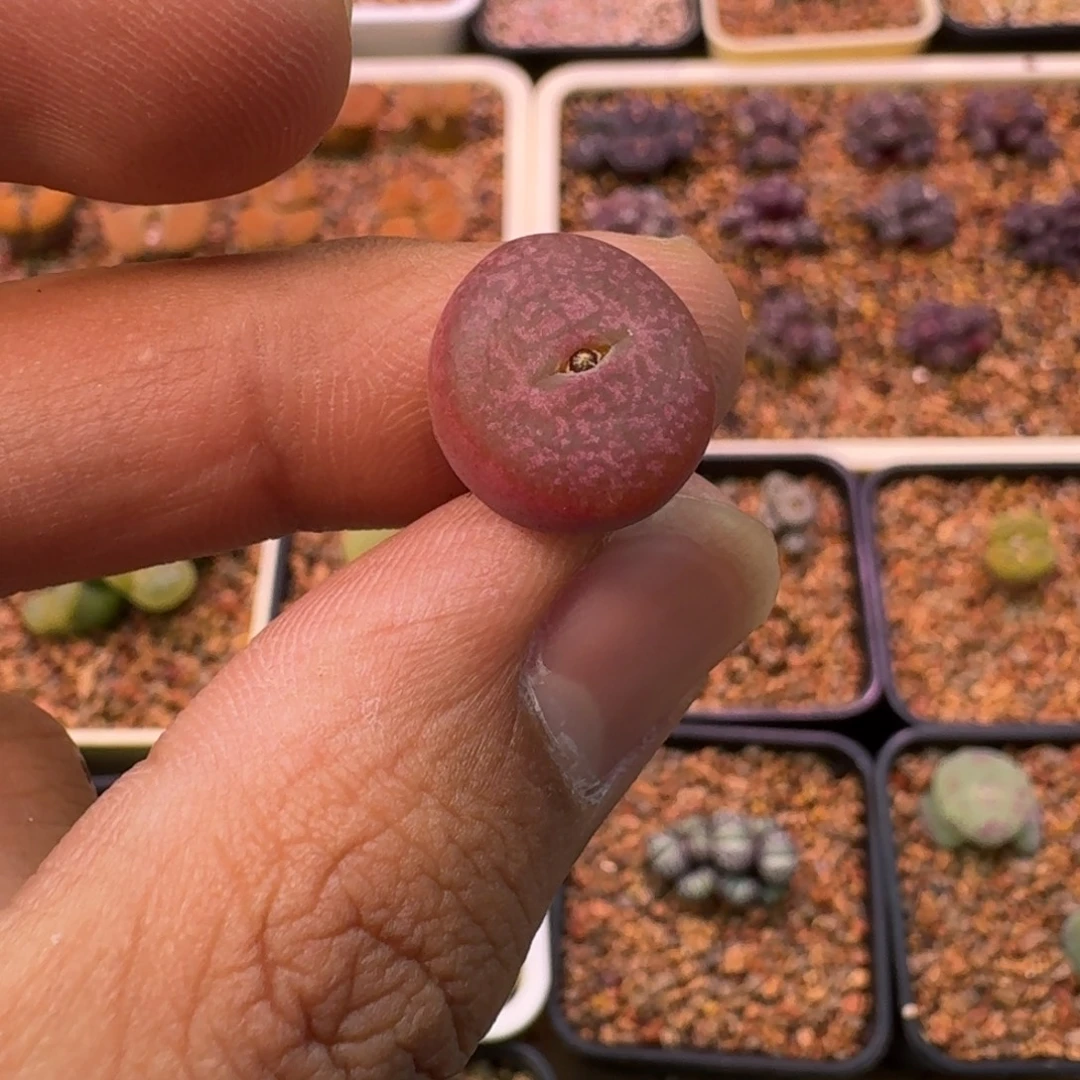 晴***天云缦精品番杏9.14