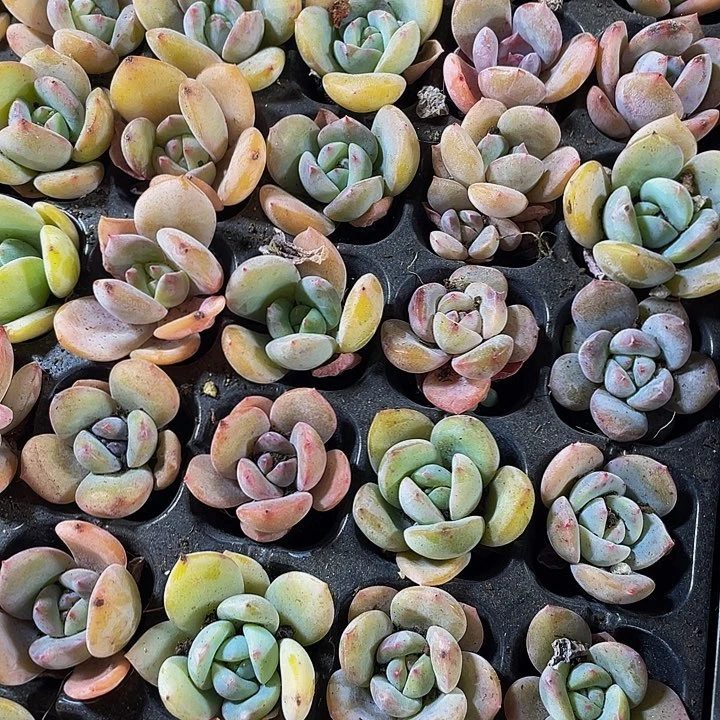 小凤城1元带土发货