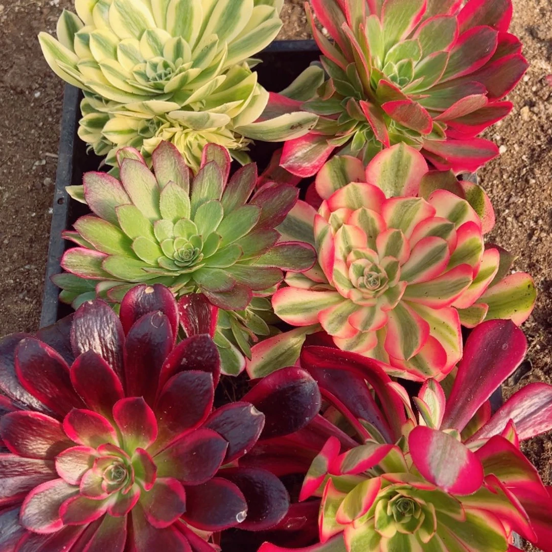 六颗不同品种手捧组多肉植物