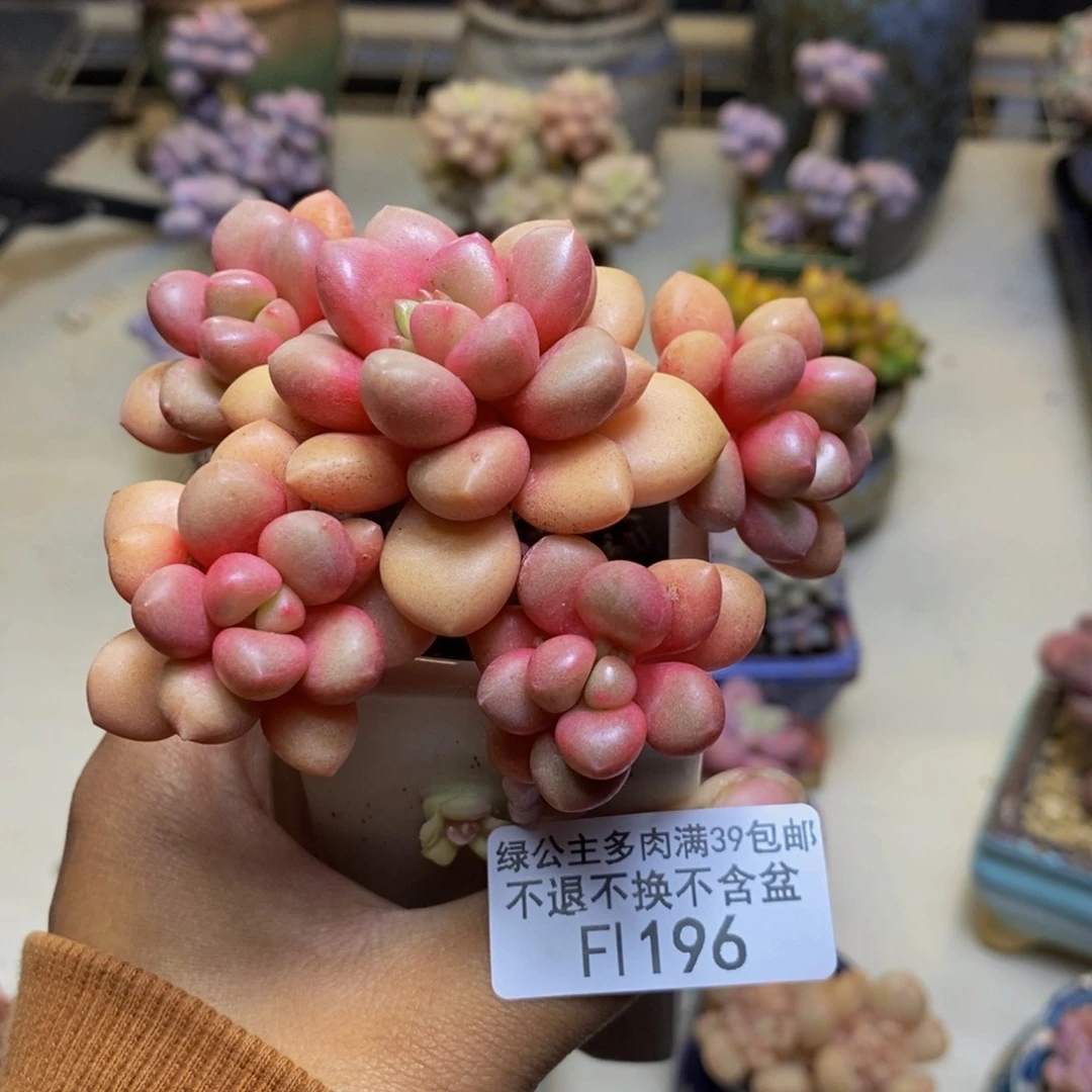 196先锋派多肉6c m