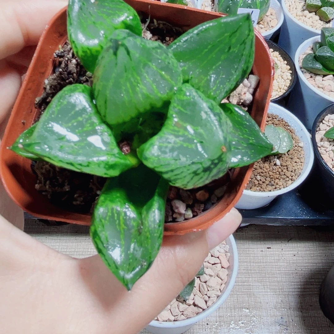 特价裹般若多肉植物56666