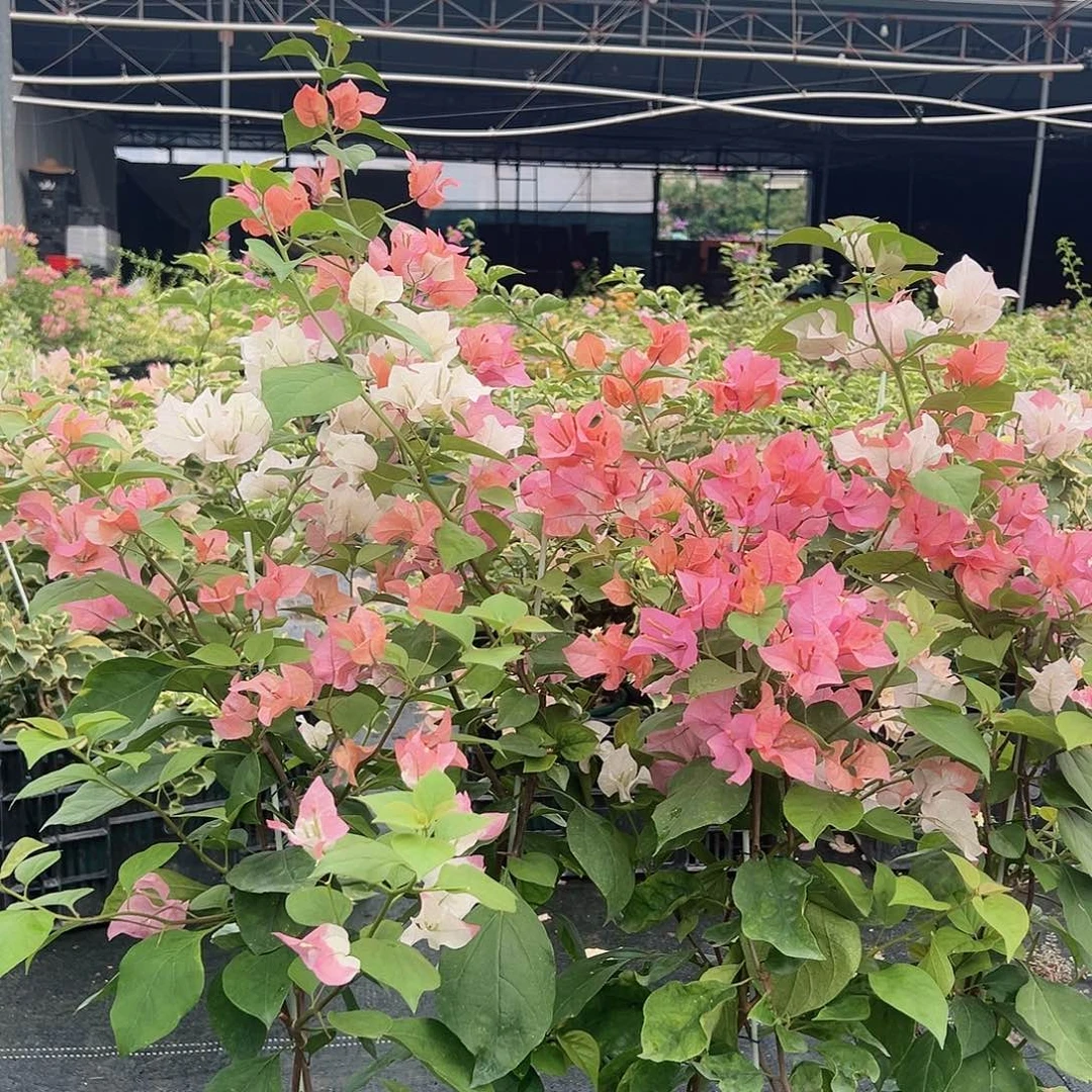 大部分开放少量花苞橙口红一棵