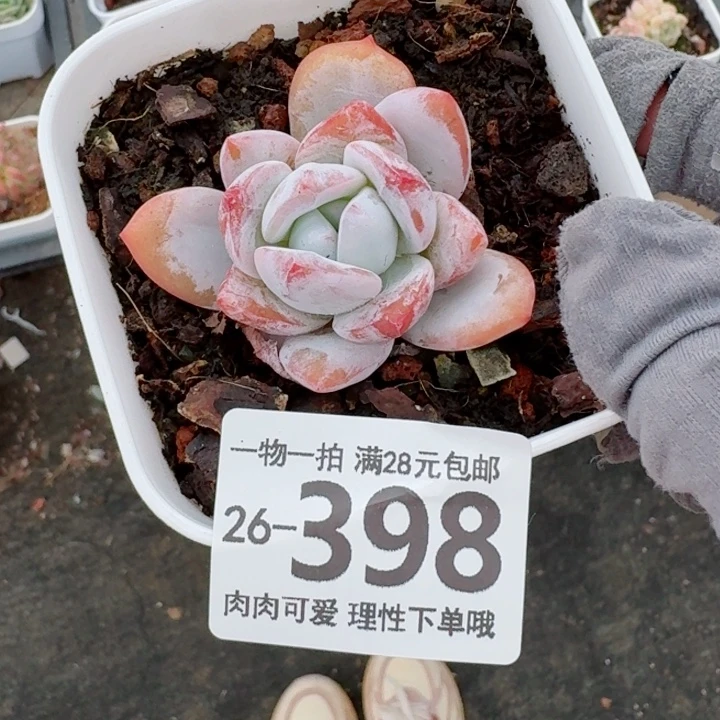 唐心雪天使多肉无盆土发货无