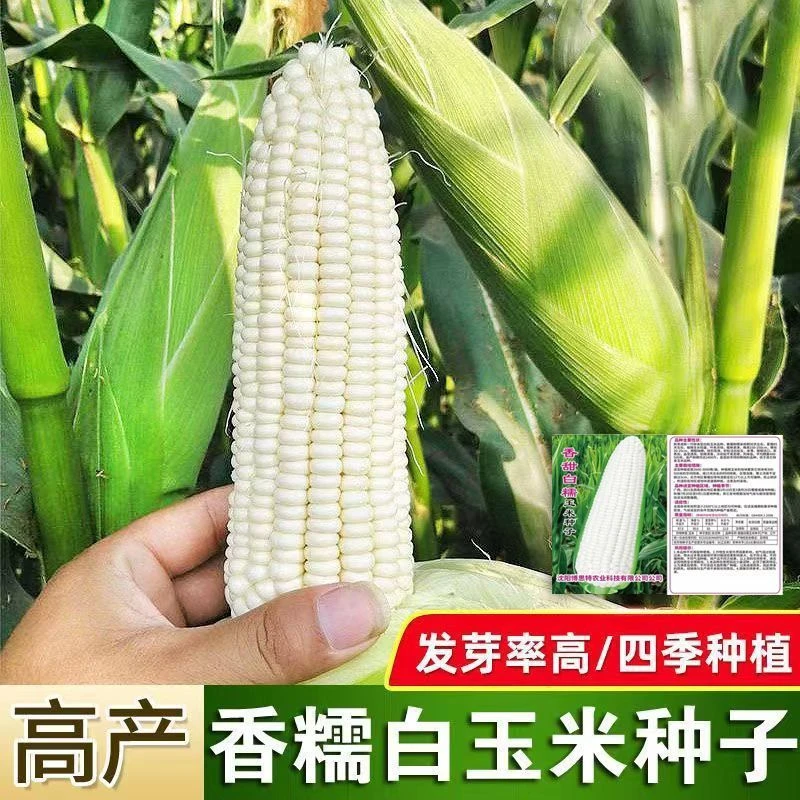 白糯玉米种子高产矮杆大棒四季播玉米非转基因糯甜杂交大田种籽孑