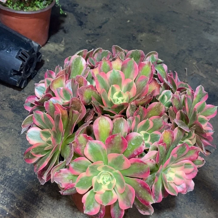 粉女巫多肉植物44